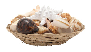 Sea Shell Bowl